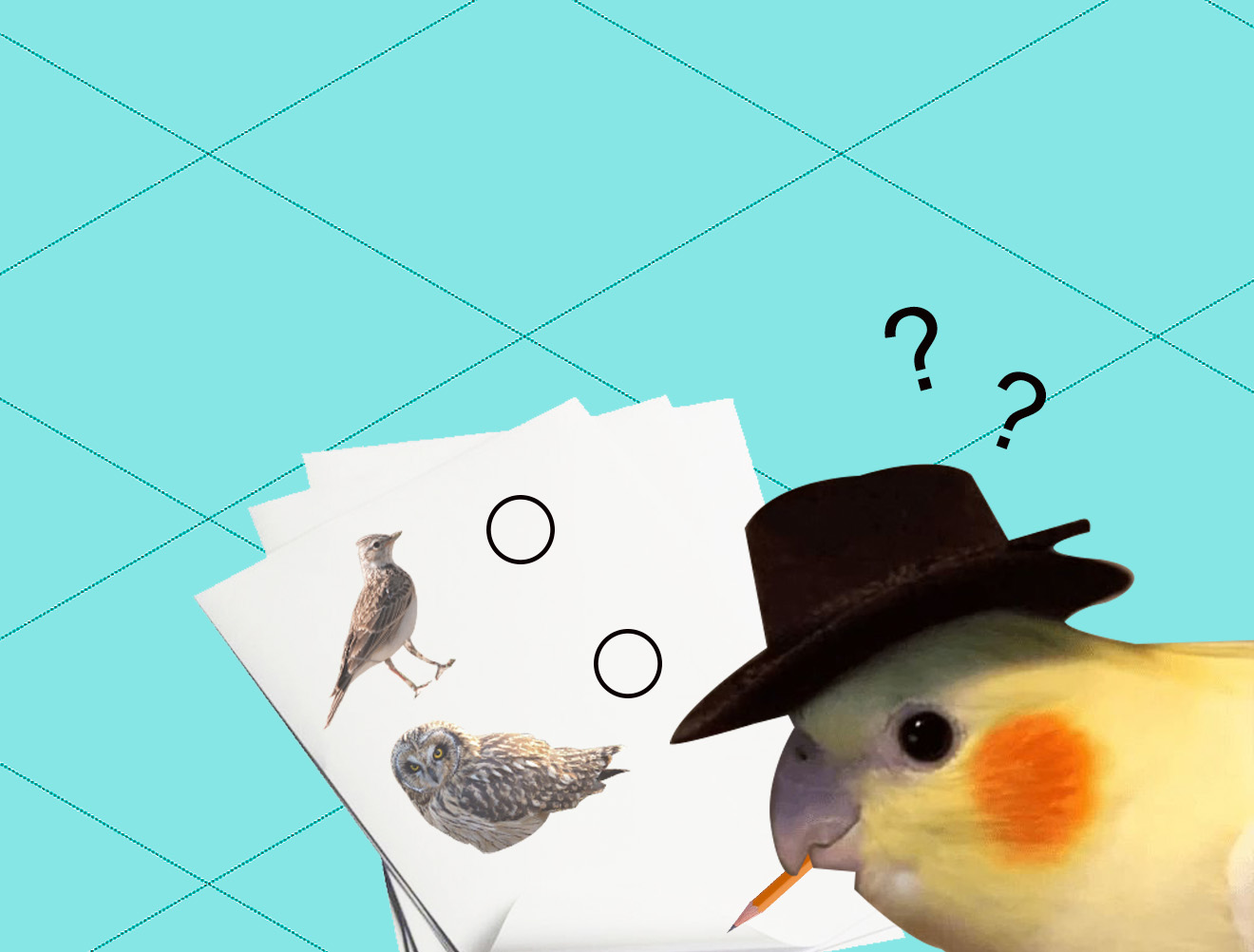Тест: ты сова, жаворонок или голубь?