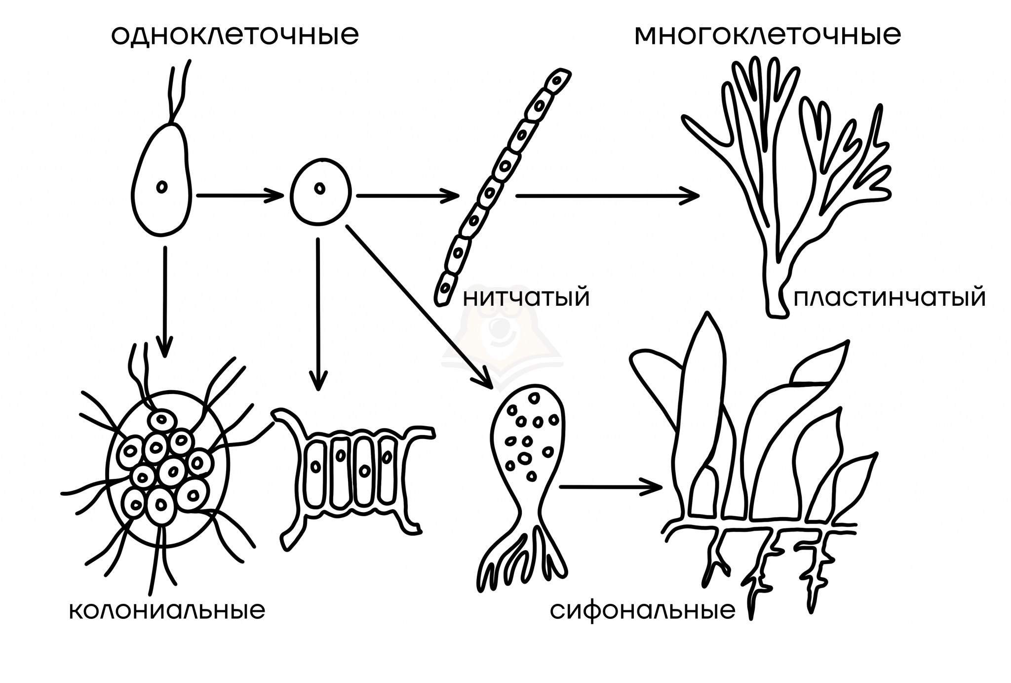Одноклеточные низшие водоросли. Много клетные водоросли. Строение многоклеточных водорослей. Многоклеточные водоросли рисунок. Водоросли одноклеточные и многоклеточные.