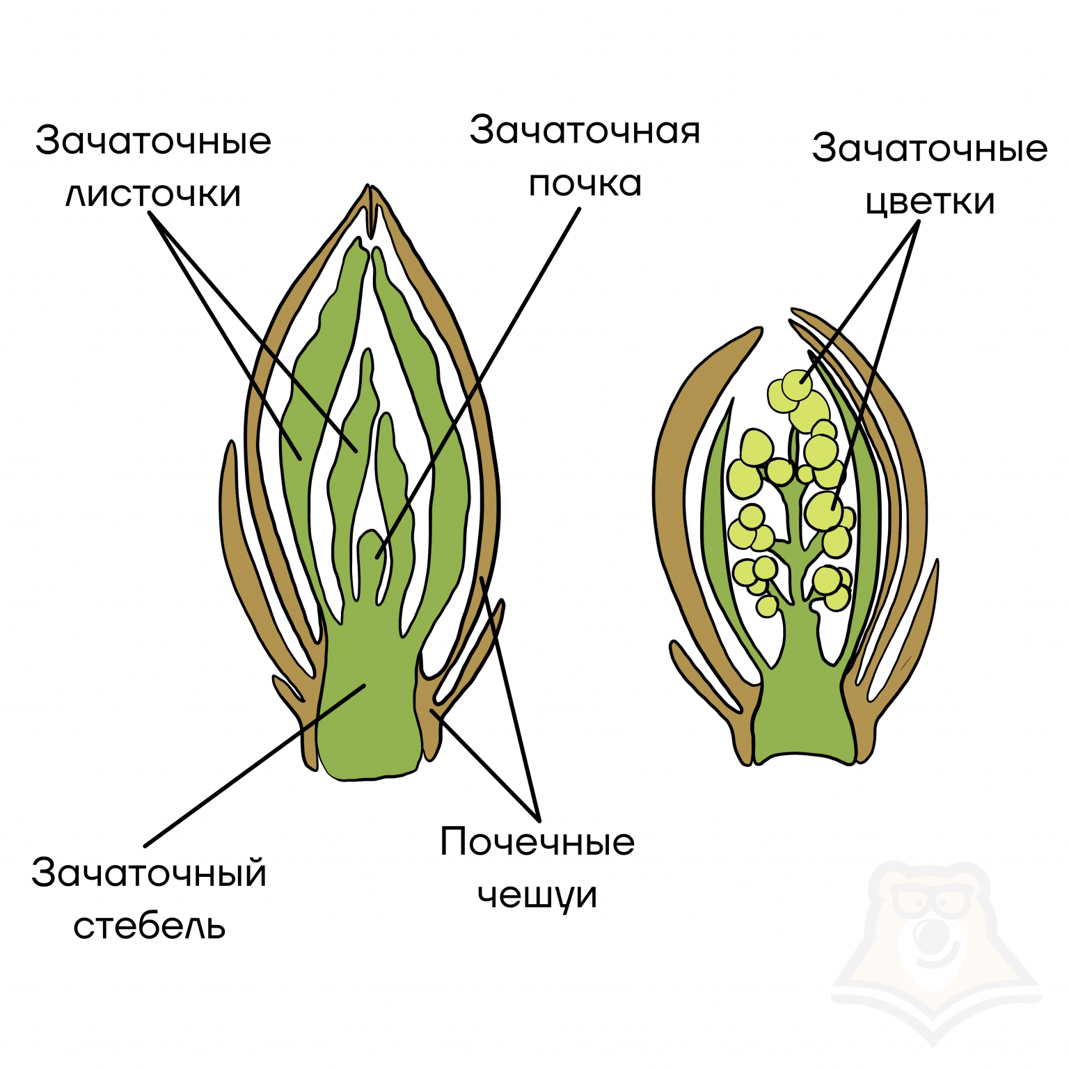 На рисунке изображено строение вегетативной и генеративной почек под цифрой 1 изображено