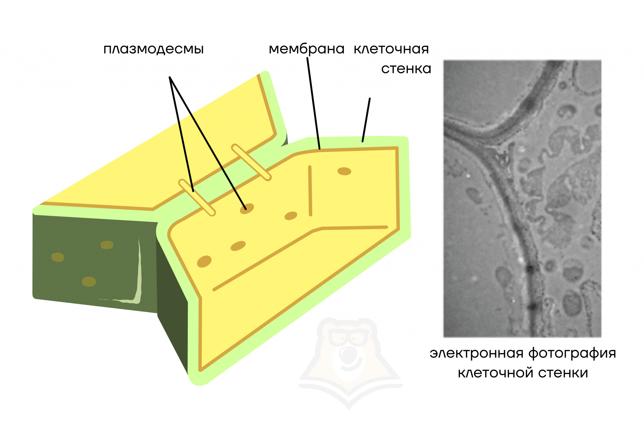Оболочка клеточная стенка биология 5 класс. Клеточная стенка плазмодесмы. Плазмодесмы мембраны клеточная стенка. Строение плазмодесмы растительной клетки. Клеточная стенка растений плазмодесмы.
