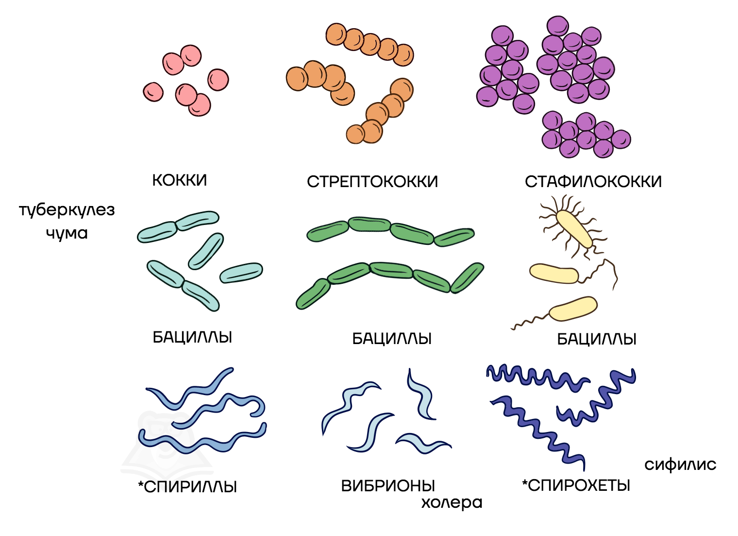 Кокковые бактерии. Стрептококки бациллы спириллы вибрионы. Палочковидные бактерии бациллы. Вибрионы стафилококки бациллы спириллы. Кокки бациллы вибрионы спириллы.