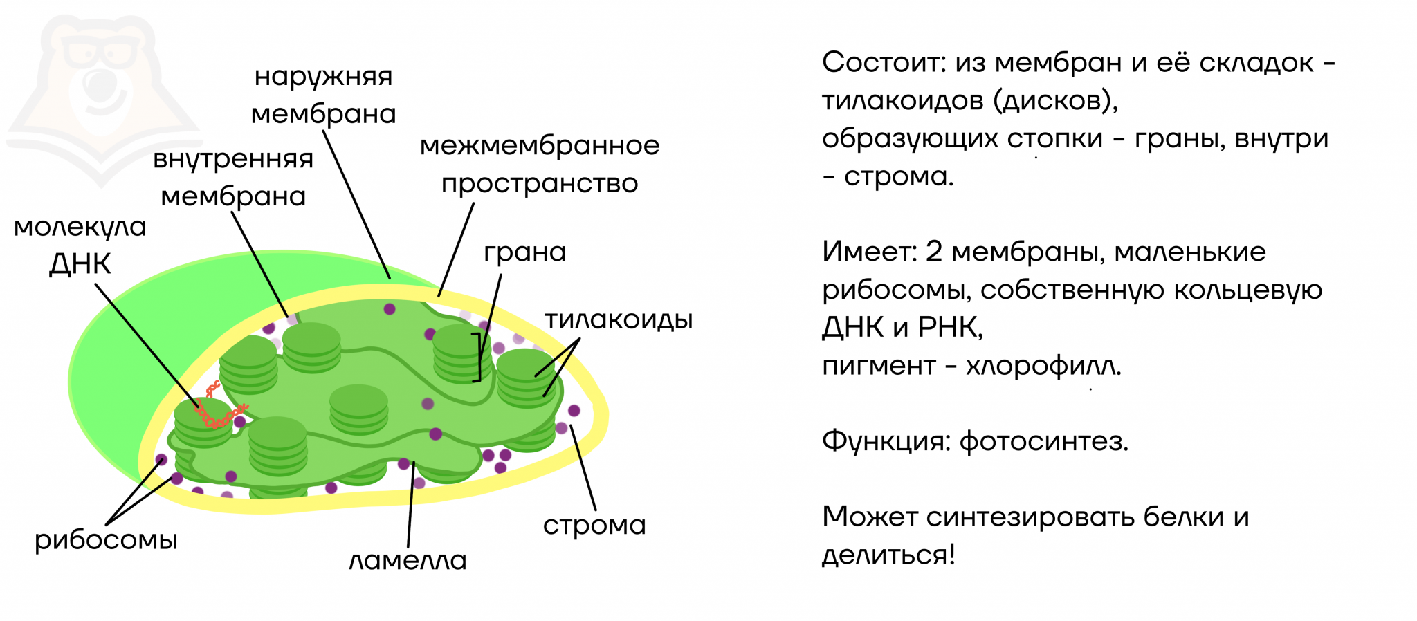 пластиды раст клетки фото 32