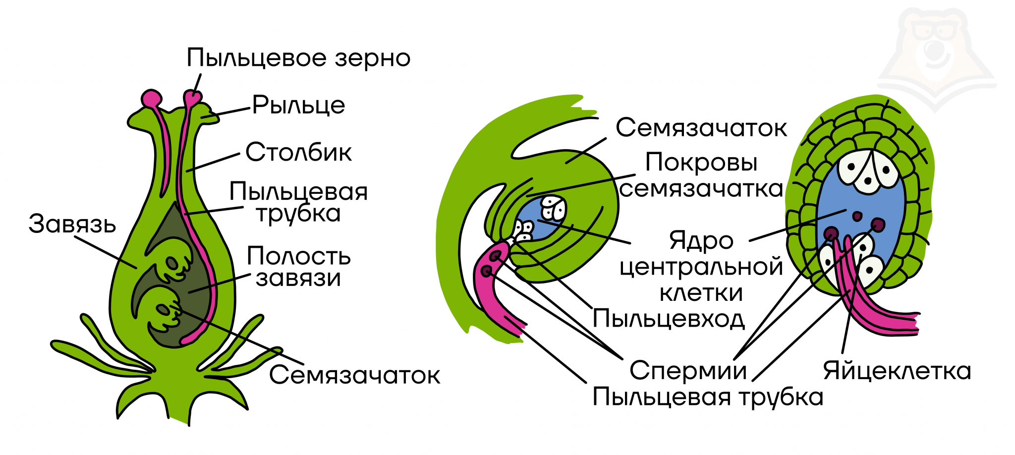 Рисунок генеративной клетки