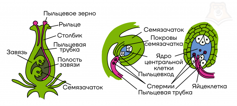 Оплодотворение покрытосеменных растений схема