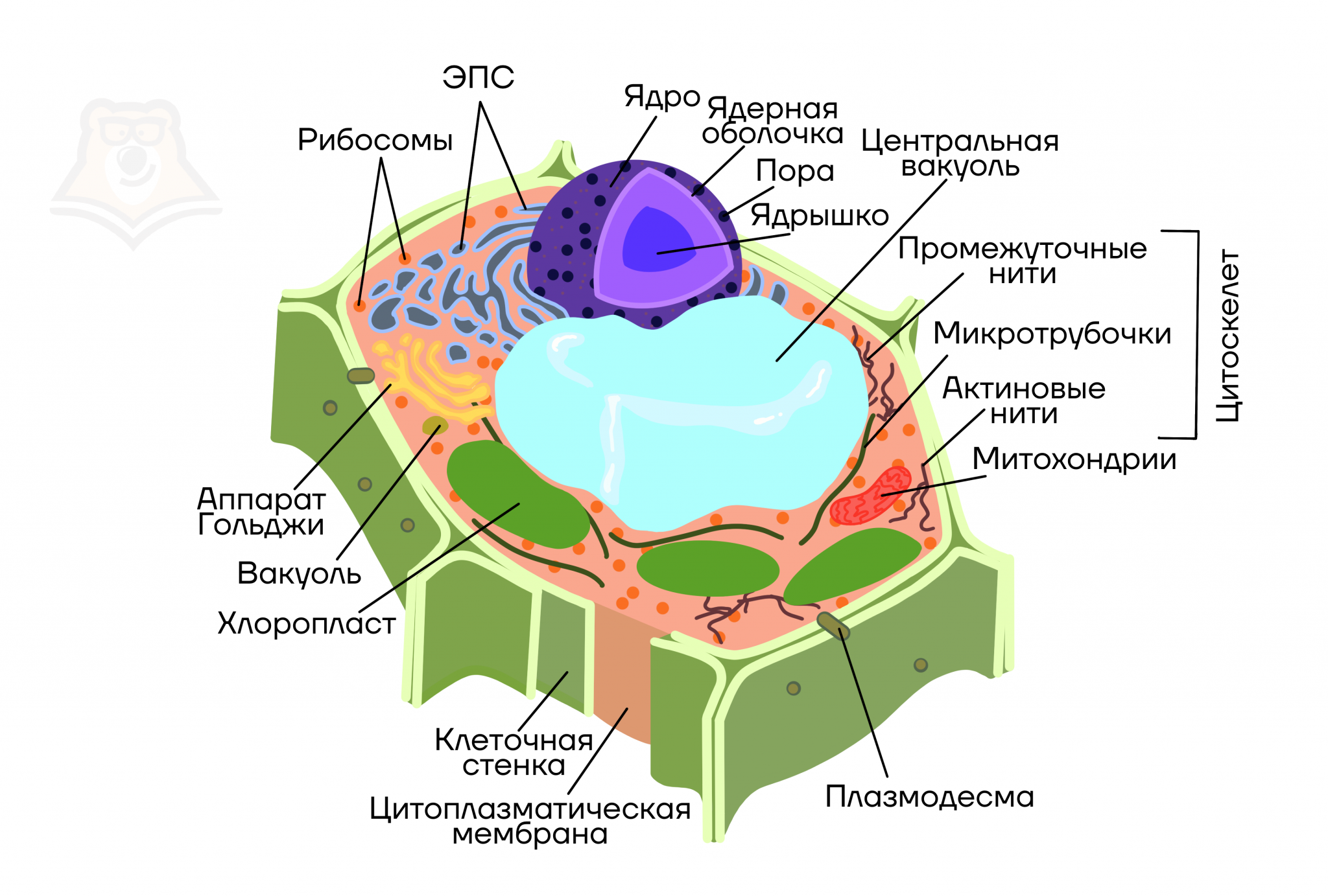 ядро раст клетки строение фото 22