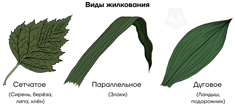 Какой тип листорасположения характерен для изображенного на фотографии растения