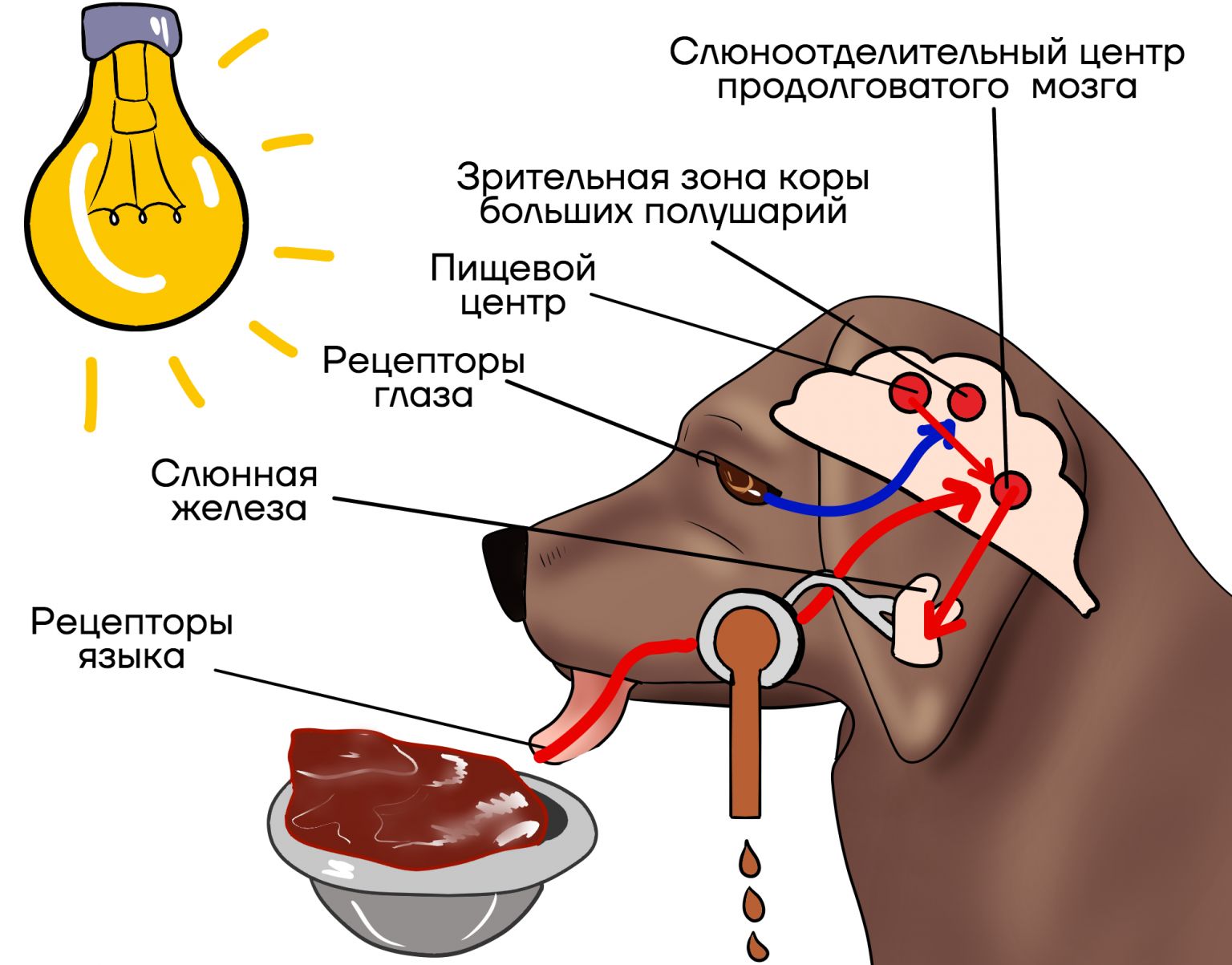 В комнате где у собаки вырабатывается слюноотделительный рефлекс на зажигание лампочки