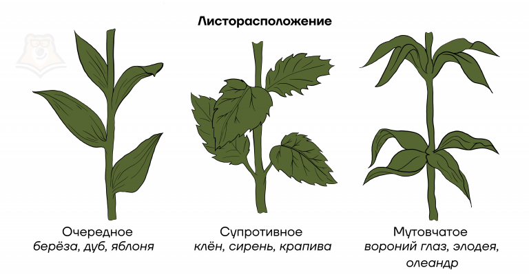 Какой тип листорасположения характерен для изображенного на фотографии растения