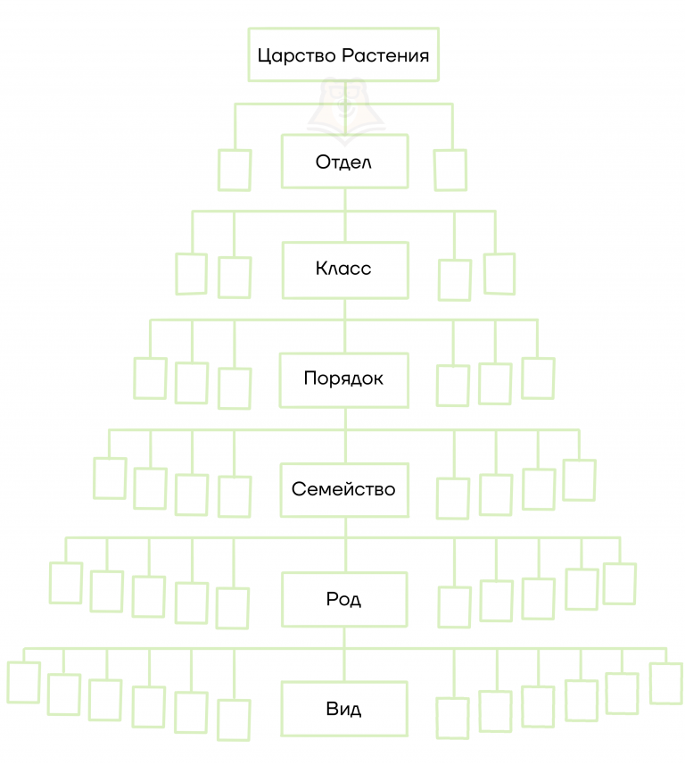 Классификация растений 3 класс