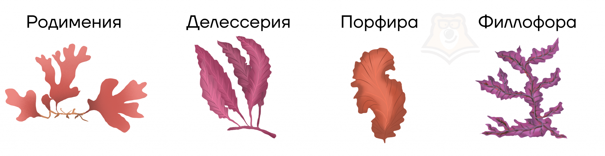 Красные Водоросли Картинки С Названиями