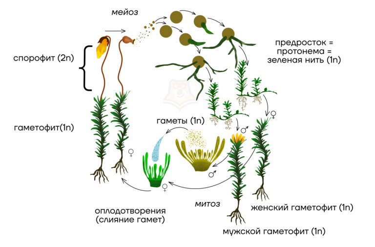 Цикл развития зеленого мха схема