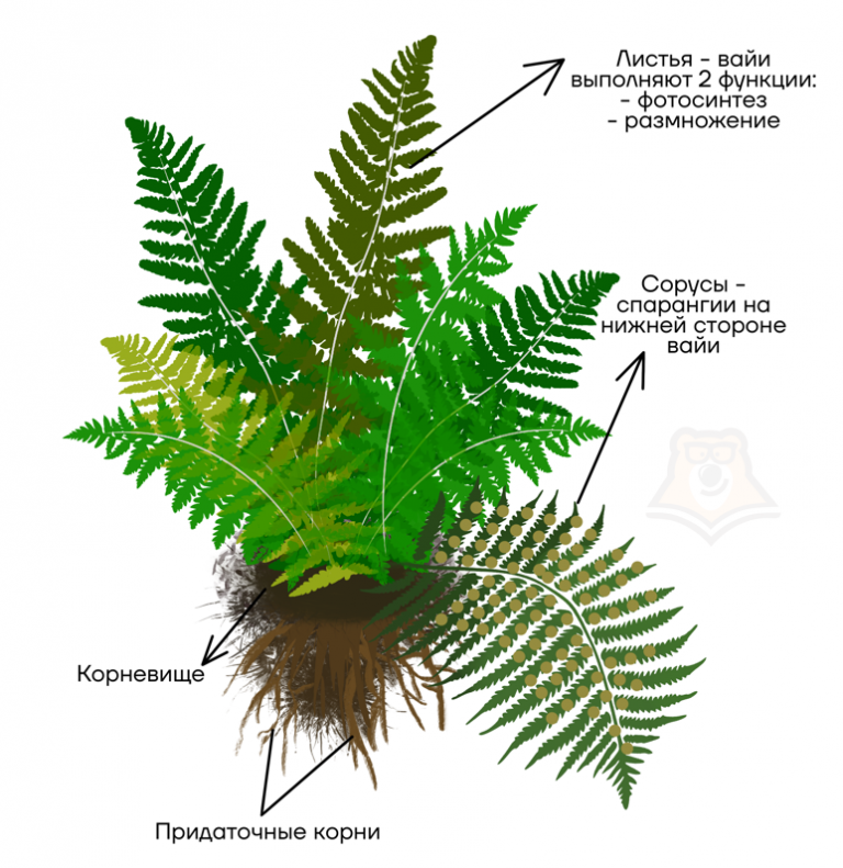 На рисунке представлено строение папоротника