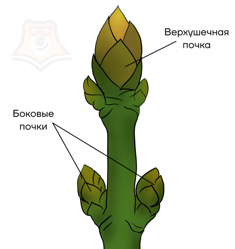 Строение вегетативной и генеративной почки рисунок