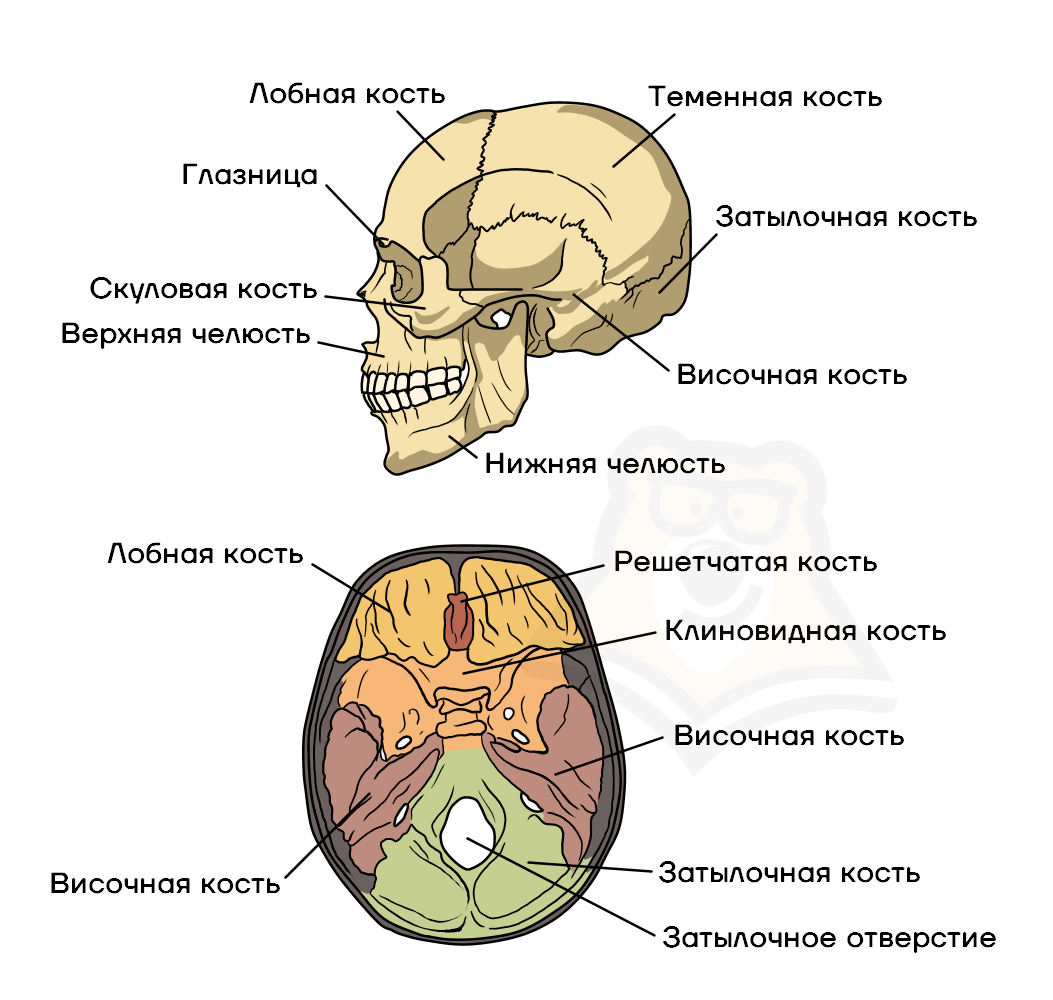 Соединение между лобной и теменной костями. Клиновидная и решетчатая кости черепа. Теменная кость черепа строение. Мозговой отдел черепа решетчатая кость. Кости черепа человека анатомия решетчатая кость.