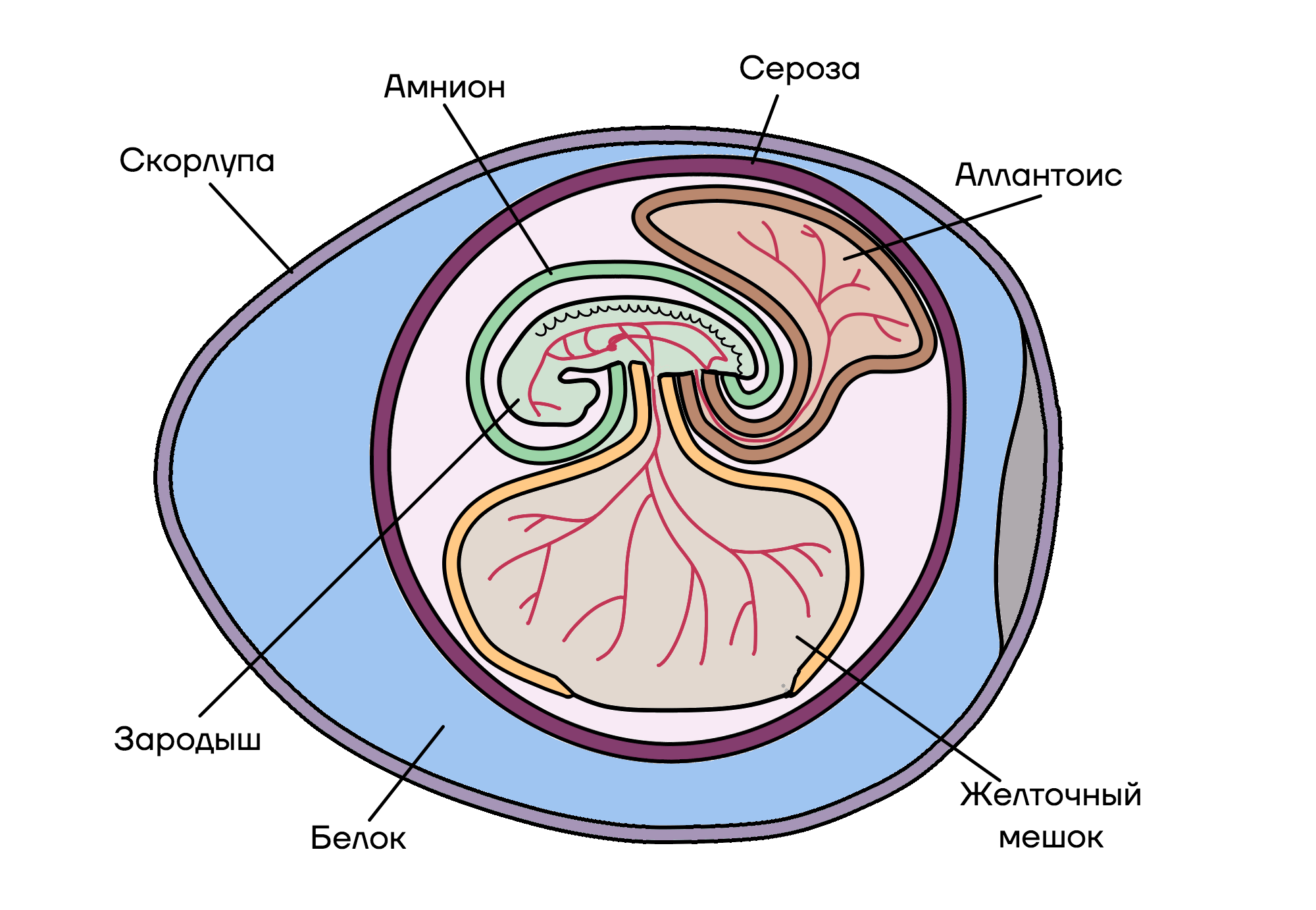 Строение эмбриона рептилий. Функции скорлуповой оболочки. Оброоув зародыша рептилии. Кровеносная система пресмыкающегося.