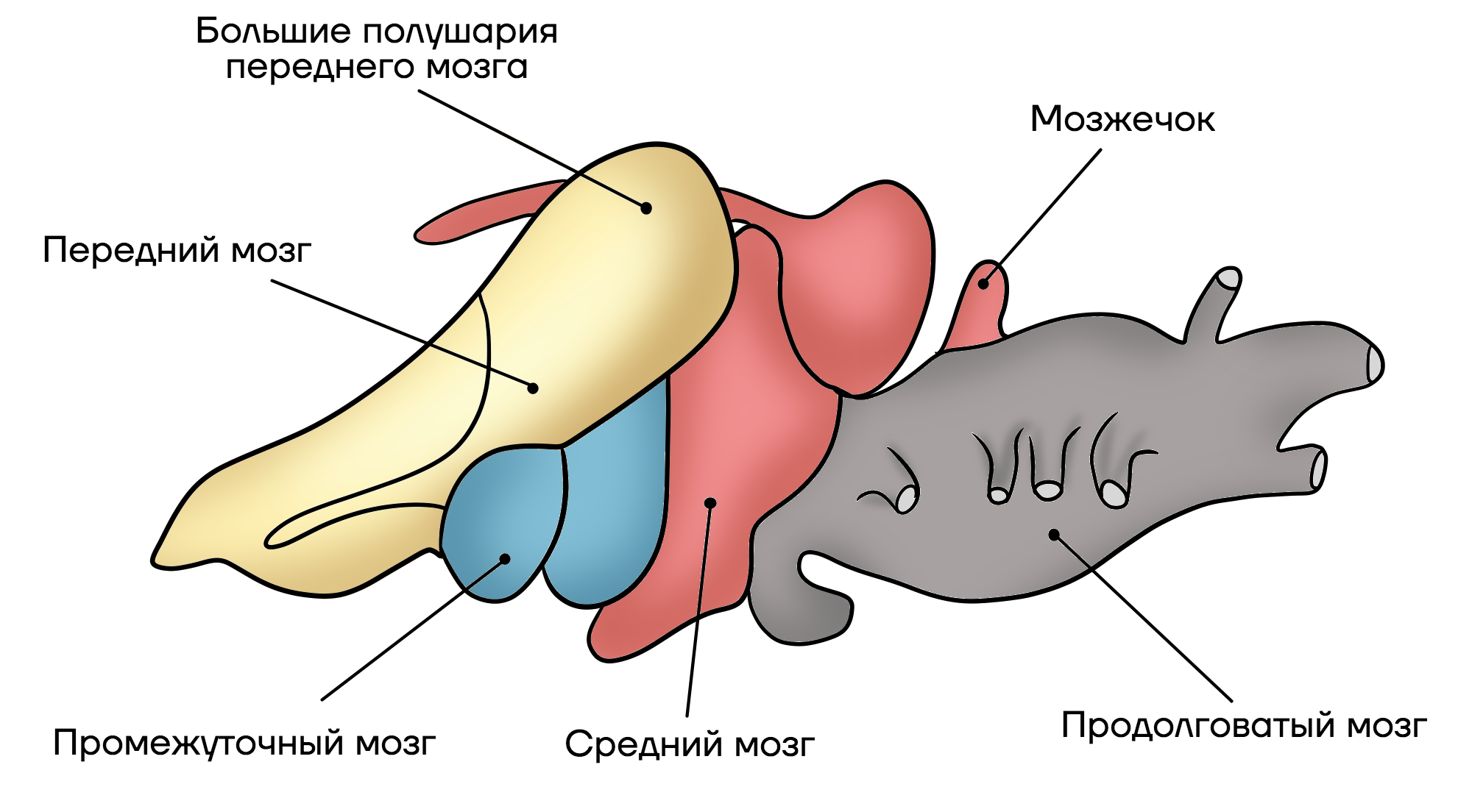 Земноводные передний мозг. Эволюция нервной системы. Головной мозг земноводных. Строение головного мозга земноводных. Земноводные передний мозг.