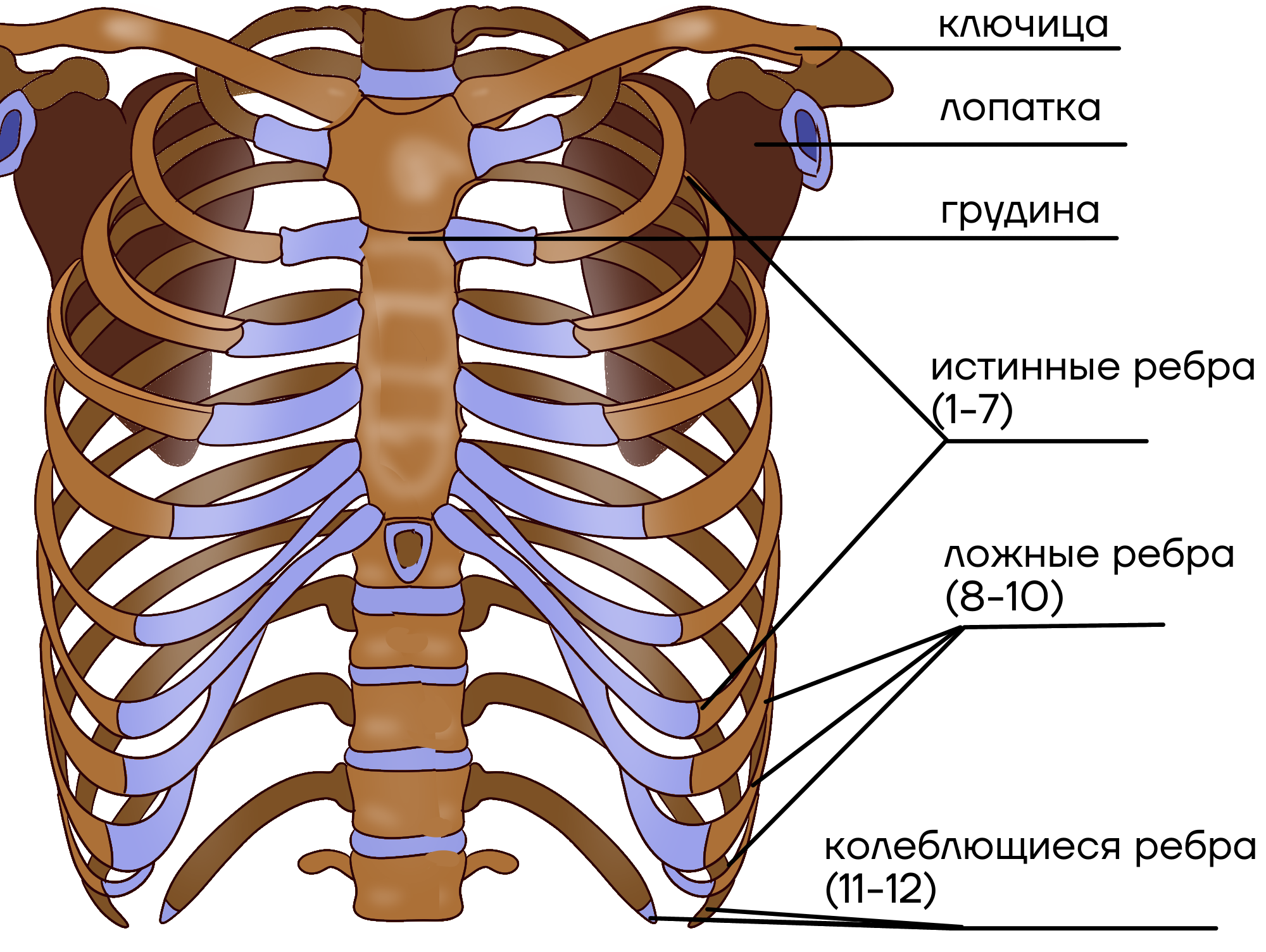 Левое и правое ребро. 12 Пар рёбер в грудной клетке. Анатомия грудной клетки: Грудина. Грудная клетка строение анатомия. Грудная клетка 12 ребро.