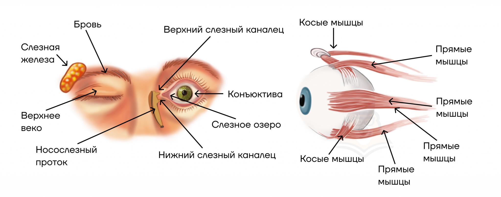 Вспомогательный аппарат глаза. Органы чувств. Вспомогательный аппарат глаза кратко. Защитный аппарат глаза включает в себя.