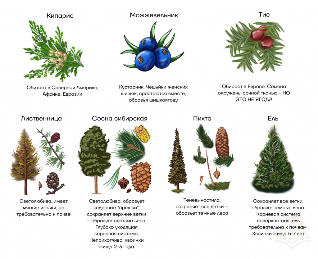 Значение семенных растений в естествознании для 6 класса: подробности