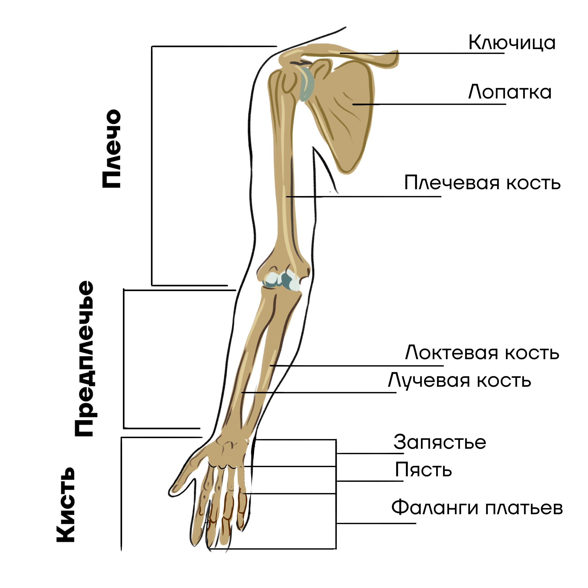 Части верхней конечности человека. Скелет свободной верхней конечности. Верхняя конечность состоит. Скелет плечевого пояса. Скелет плеча.