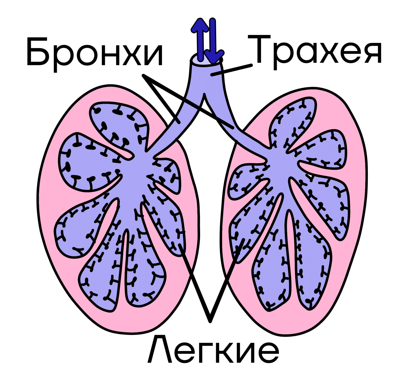 Класс Пресмыкающиеся - Умскул Учебник