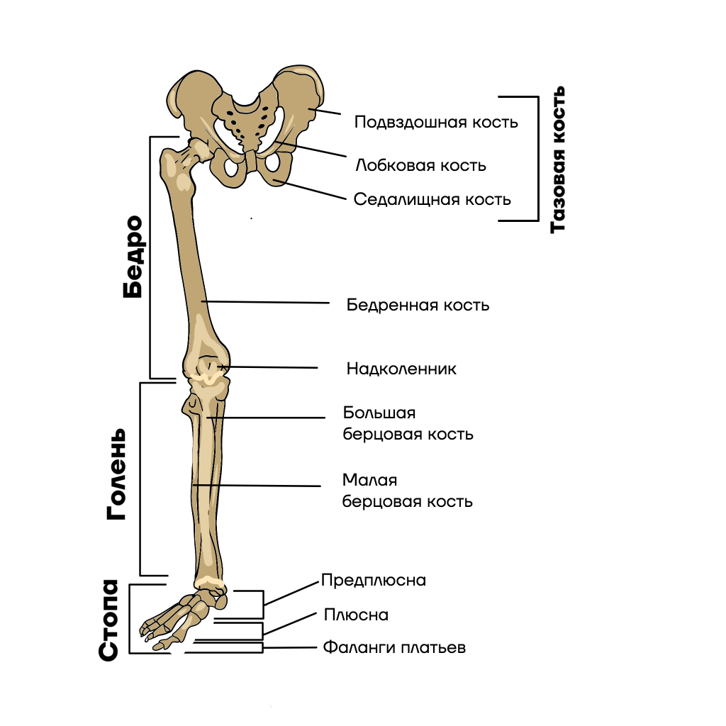 Самая крупная кость поясов конечностей. Строение скелета нижней конечности человека. Строение скелета человека пояс нижних конечностей. Каким номером на рисунке обозначена предплюсна?. Плюсна и предплюсна у лягушек.
