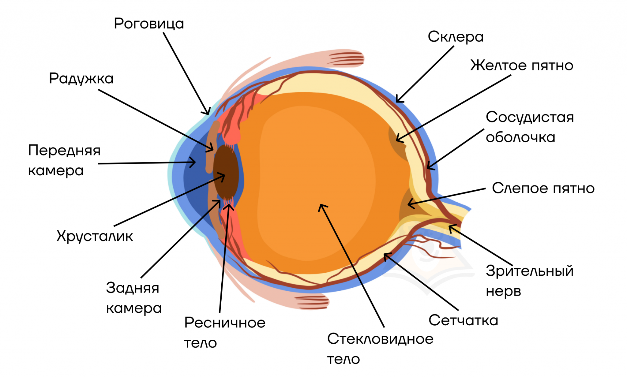 Склера сетчатка слепое. Строение глаза. Передняя камера глаза. Светопреломляющие структуры глаза человека. Радужка глаза строение.