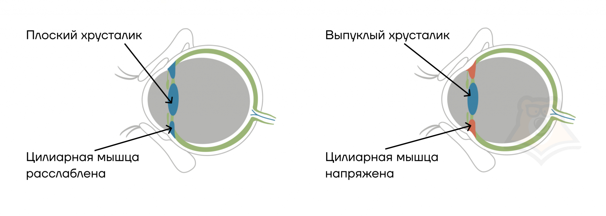 Что фокусирует изображение на сетчатку. Формирование изображения на сетчатке глаза. светопреломляющие элементы глаза. как воспринимается глазом изображение.