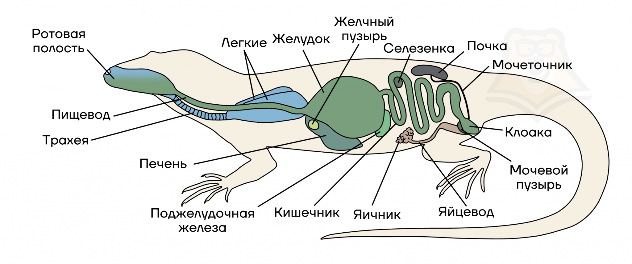 Внутренние органы рептилий. Пресмыкающиеся строение пищеварительной системы. Пресмыкающиеся схема строения пищеварительной системы. Строение пищеварительной системы рептилий. Схема строения пищеварительной системы ящерицы.