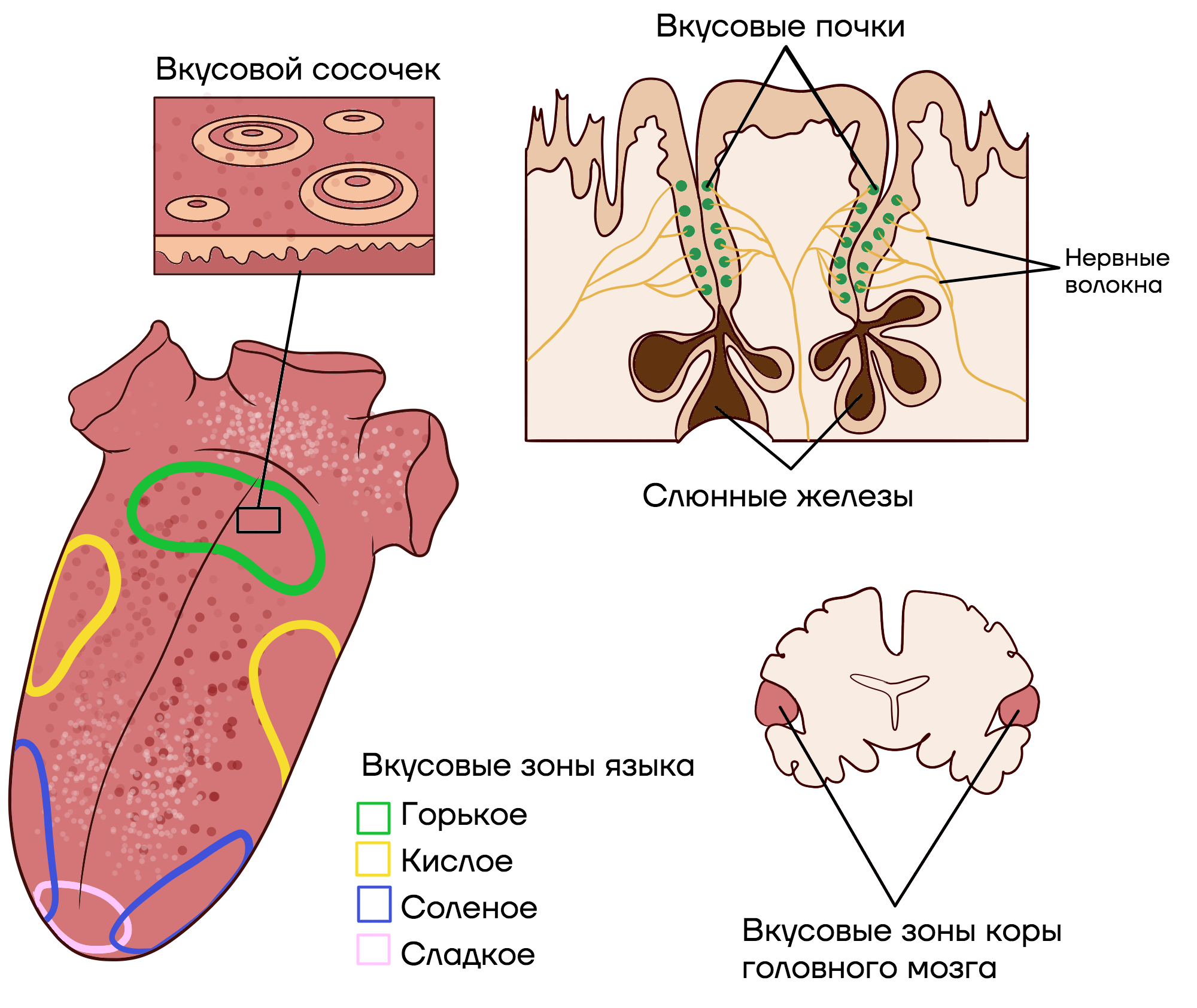 Мускулы единственное число. Мускулы единственное число