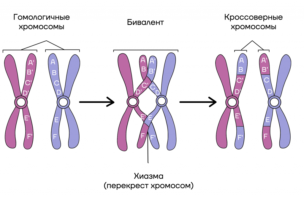 Случайная комбинация негомологичных хромосом в мейозе. Негомологичные хромосомы. Гомологичные з. Гомологичный хормосммы. Локусы гомологичных хромосом.