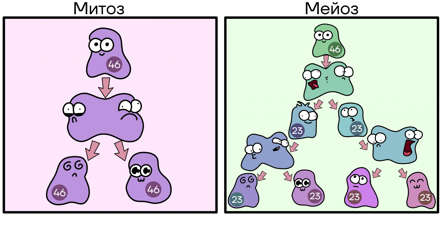 Мейоз - Умскул Учебник