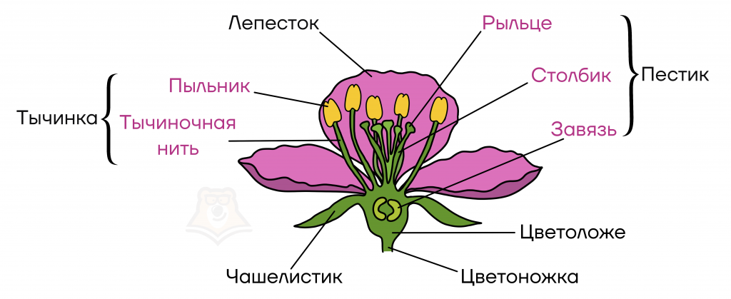 Генеративные органы и размножение цветковых растений - Умскул Учебник