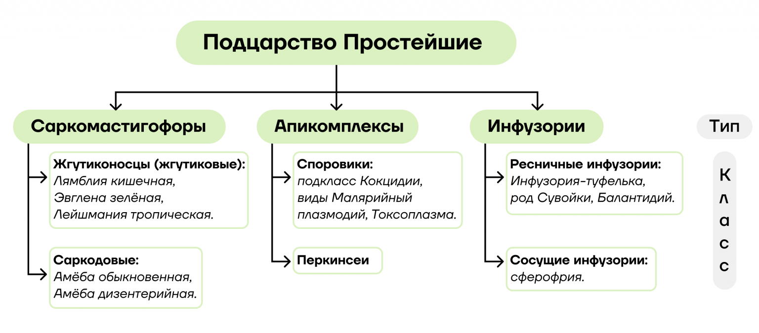 Какие общие признаки простейших 8 класс. Какие общие признаки простейших 8 класс