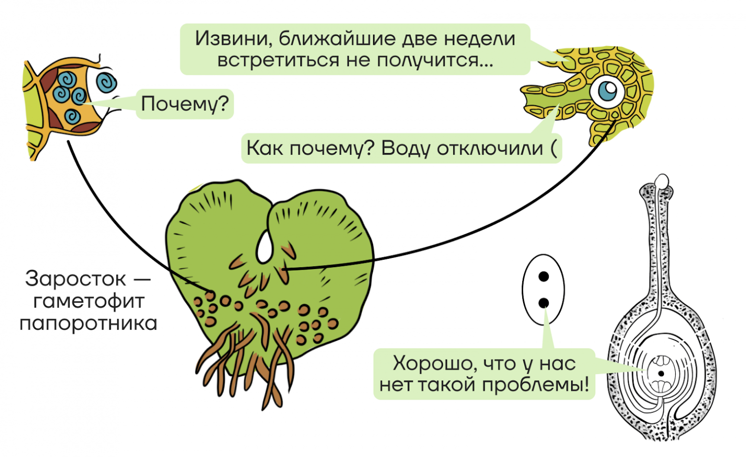 Циклы развития растений. Цикл развития папоротника схема. Бесполое поколение папоротника. Заросток папоротника это бесполое поколение. Заросток папоротника это бесполое поколение.