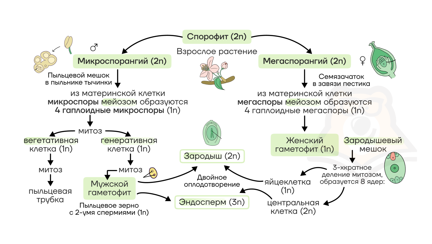 Цикл развития плауна схема. Гаплоидная мегаспора. Мегаспора в овогенезе. Гаплоидная мегаспора. Этапы развития половых клеток у растений.